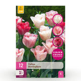 Green boutiQ - Blumenzwiebeln - Tulpen Hemisphere Mix - Verschiedene Farben - 12 Stück - Zwiebelgröße 11/12 - XXL Pack