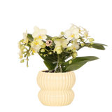 Orchidée Phalaenopsis jaune Botanic Yellow avec cache-pot Horizon jaune - H 30 cm, pot Ø9 cm