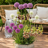 Green boutiQ - Blumenzwiebeln - Blumengarten Allium-Mix - Verschiedene Farben - 80 Stück - Geschenkverpackung