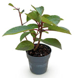 Green boutiQ - Gartenpflanze - Hydrangea paniculata Living Infinity - Rispenhortensie - Winterhart - Weiß - 1 Pflanze - Topf 12cm - Höhe 20-30cm