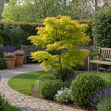 Green boutiQ - Terrassenpflanze - Japanischer Ahorn - Acer palmatum Jordan - Gelb - 2 Pflanzen - Laubabwerfend - Topf 19cm Höhe 70cm