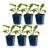 Mélange d'échinacées Tricolour - H 15-25 cm, pot Ø11 cm