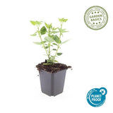 Agastache Blue Fortune en godet - Agastache hybride - H 10-25 cm, pot Ø9 cm - photo 4