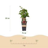 Framboisier du Japon - H 50 cm, pot Ø15 cm