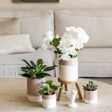 Kolibri Company | Pflanzenset Bambus | Weiße Amabilis Orchidee Ø9cm + Grünpflanze inkl. dekorativer Keramiktöpfe