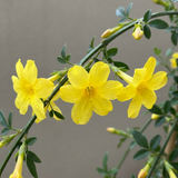 Jasmin d'hiver - Jasminum nudiflorum - lot de 4 plants - pot Ø9 cm