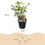 Green boutiQ - Sommerflieder - Buddleja davidii Empire Blue - Blüten Blau - 1 Pflanze - Laubabwerfend - Schmetterlingsanziehend - Topf 17cm Höhe 25cm