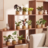 Box surprise baby plantes tropicales - lot de 12 mini plantes avec cache-pots Linnea miel