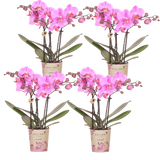 Orchidées Phalaenopsis roses et violettes Mineral Frederikstad - lot de 4 - pot Ø9 cm