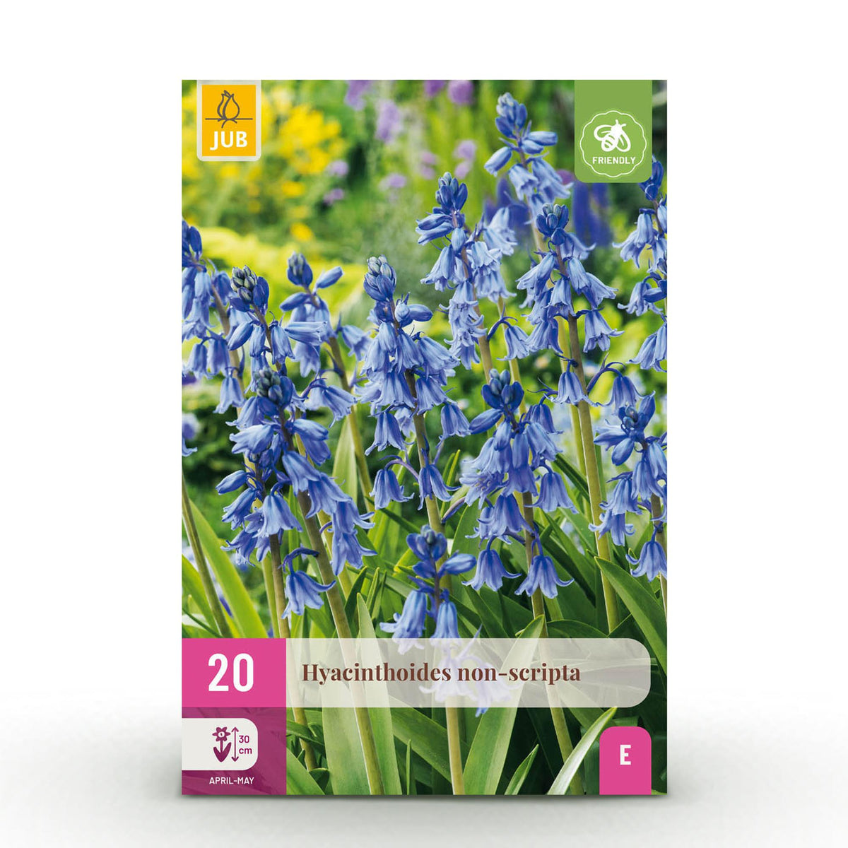 Green boutiQ - Blumenzwiebeln - Hasenglöckchen (Hyacinthoides non Scripta) - Farbe Blau - 20 Stück - Zwiebelgröße 7/8 - XXL Pack