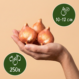 Mélange de bulbes à fleurs roses, grande quantité