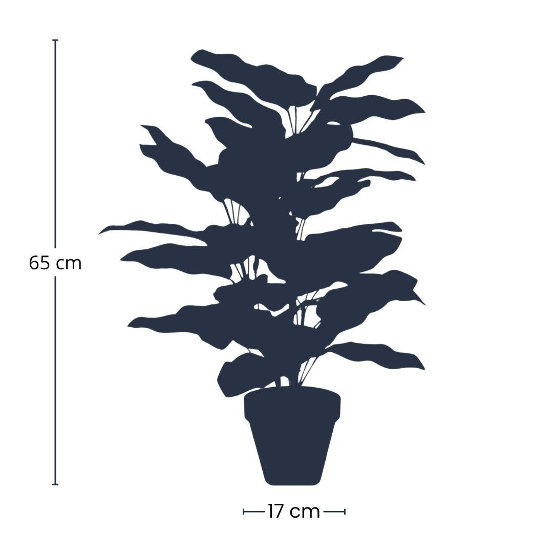Künstliche Calathea makoyana im Topf H65cm