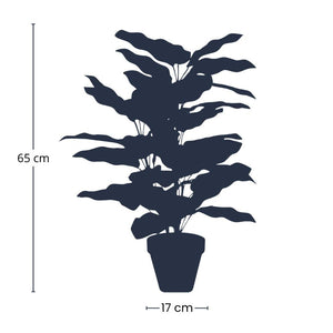 Künstliche Calathea makoyana im Topf H65cm