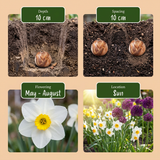 Bulbes à fleurs pour jardin sec en grande quantité