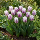 Tulipe triomphe Flaming Flag