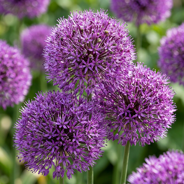Ail d'ornement Purple Sensation