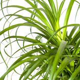 Beaucarnea Recurvata Stamm mit Korb Ø24cm - ↕80 - 100cm
