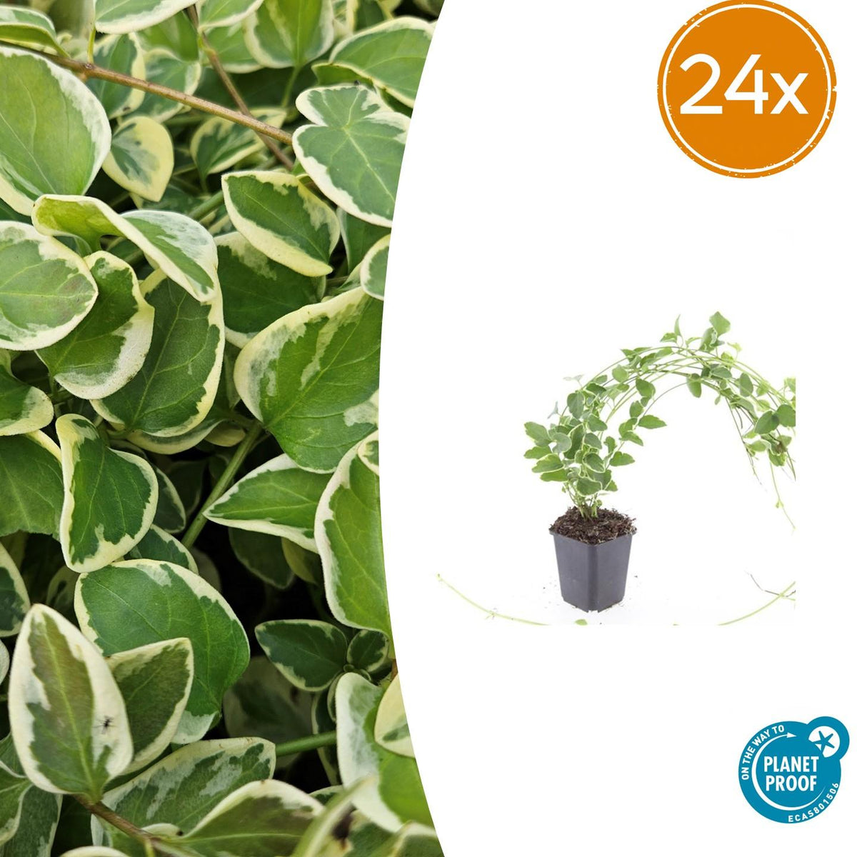 Grande pervenche panachée en godet - Vinca major Variegata - H 10-25 cm, pot Ø9 cm - photo 7