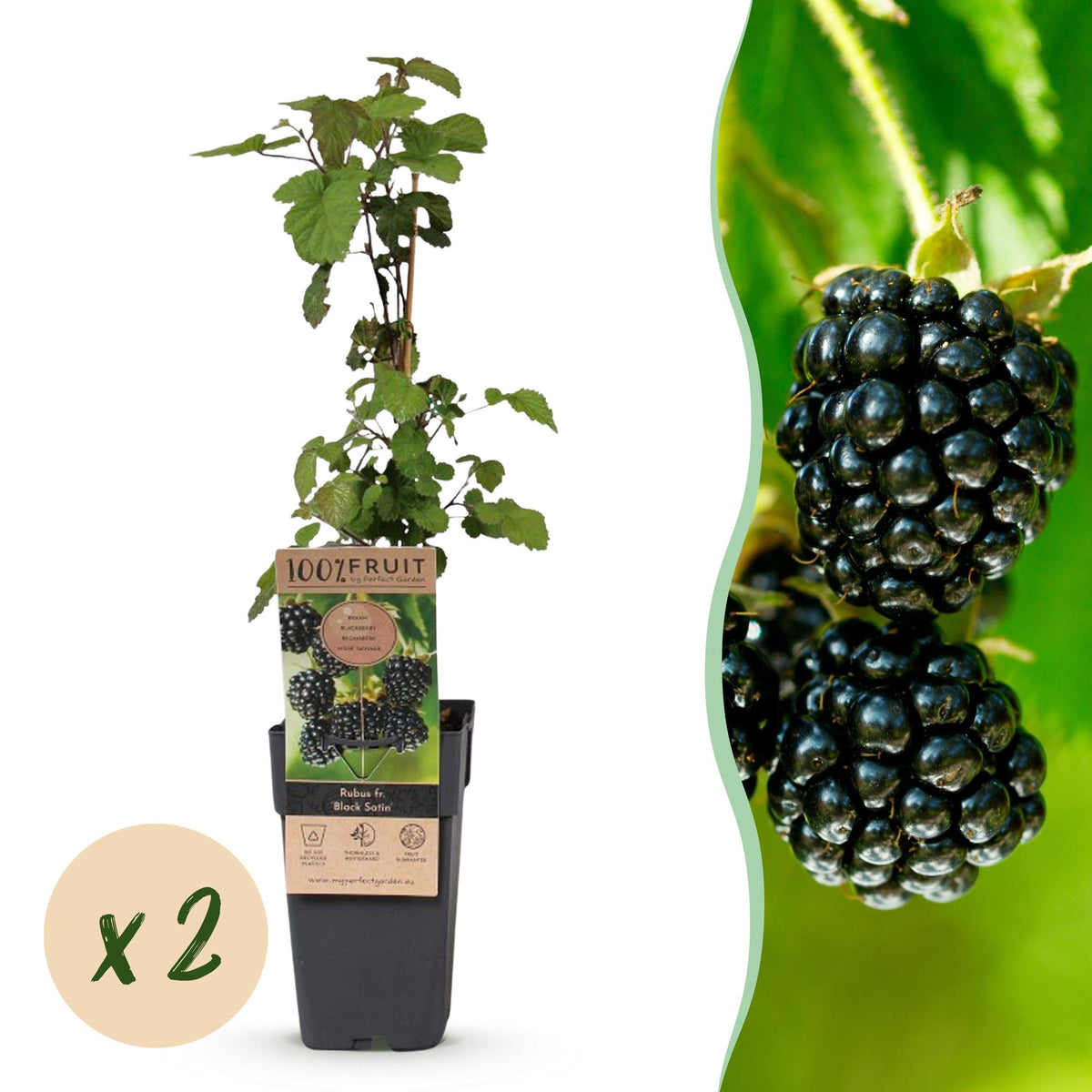 Mûrier sans épines Black Satin - H 50 cm, pot Ø15 cm
