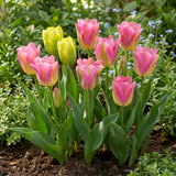 Tulipe Strawberry Lemonade en mélange