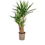 Yucca Elephantipes verzweigt Ø24cm - ↕80-100cm