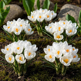Green boutiQ - Blumenzwiebeln - Krokus Weiß - Farbe Gelb - 30 Stück - Zwiebelgröße 7/8 - XXL Pack