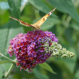 Green boutiQ - Sommerflieder - Buddleja davidii Flower Power - Blüte Orange Violett - 3 Pflanzen - 1m2 - Laubabwerfend - Schmetterlingsanziehend - Topf 17cm Höhe 30cm