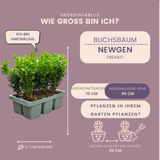 8 x 6er-Pack Buxus NewGen Freedom – Winterharte Immergrüne Sträucher 48 x Ø7 cm - ↕15 cm | Kompakter Buchsbaum