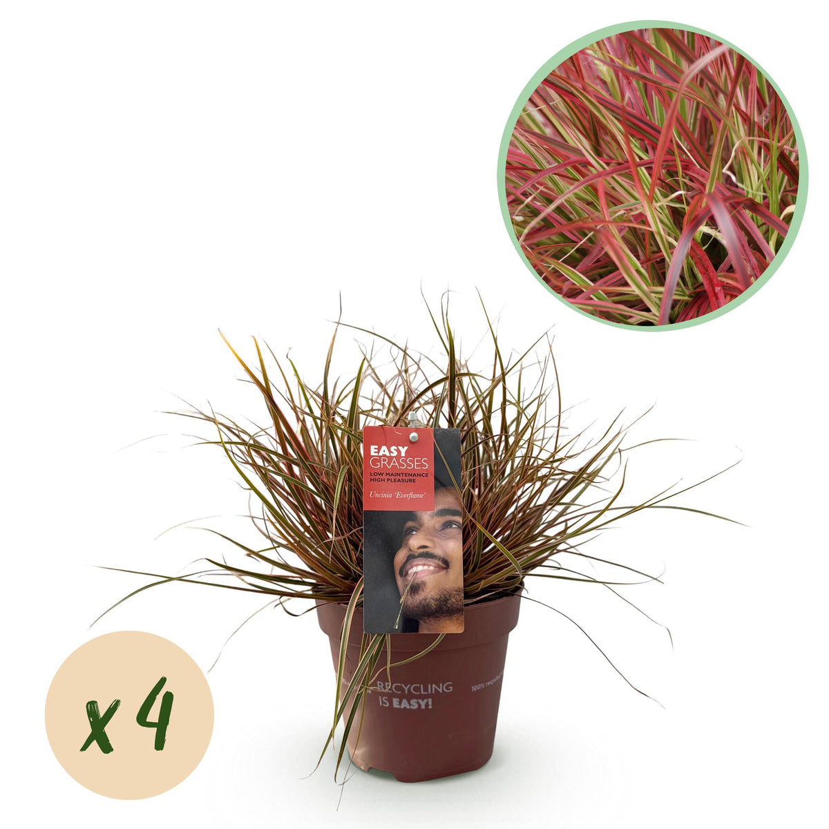 Green boutiQ - Ziergräser - Uncinia rubra Everflame - Rot - 4 Pflanzen - Immergrün - Wenig Pflege - Topf 17cm Höhe 50cm