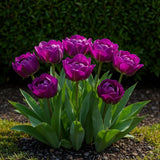 Green boutiQ - Blumenzwiebeln - Tulpe Double Lilac - Farbe Lila - 12 Stück - Zwiebelgröße 11/12 - XXL Pack