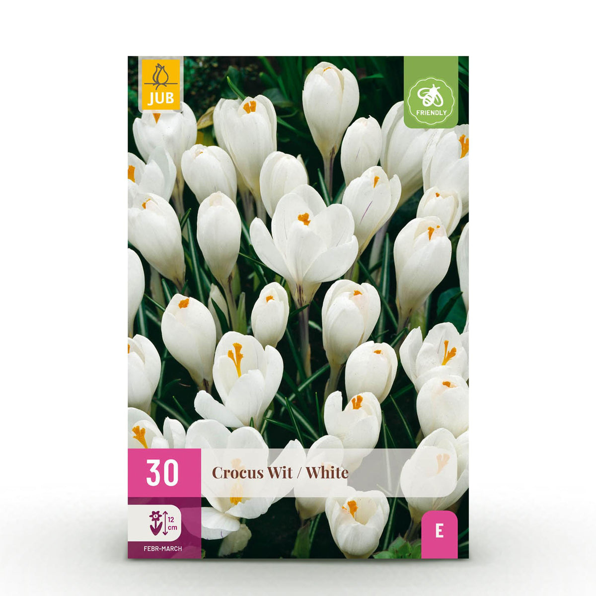 Green boutiQ - Blumenzwiebeln - Krokus Weiß - Farbe Gelb - 30 Stück - Zwiebelgröße 7/8 - XXL Pack