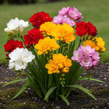 Green boutiQ - Blumenzwiebeln - Freesia Double Mix - Verschiedene Farben - 40 Stück - Zwiebelgröße 5/6 - XXL Pack