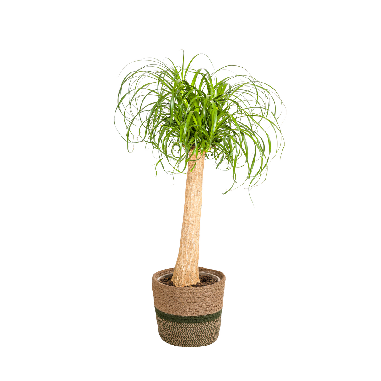 Beaucarnea Recurvata Stamm mit Korb Ø24cm - ↕80 - 100cm