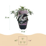 Green boutiQ - Sommerflieder - Buddleja davidii White Profusion - Blüte Weiß - 1 Pflanze - Laubabwerfend - Schmetterlingsanziehend - Topf 17cm Höhe 25cm