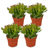 Arbre de jade - Crassula ovata - H 16 cm, pot Ø12 cm - photo 2