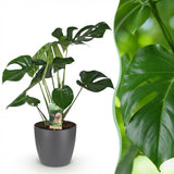Green BoutiQ - Zimmerpflanzen - Monstera Deliciosa - Fensterblatt - Pflegeleicht - Grün - 1 Pflanze - mit Topf Grau - Topf 21cm - Höhe 70-80cm