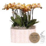 Orchidées Phalaenopsis orange Jewel Las Vegas - bouquet de 3 en coupe Oyster - pot Ø12 cm