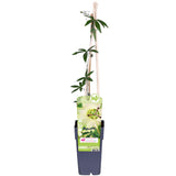 Passiflora vit caerulea 'Constance Elliot' - Ø15cm - ↕65cm