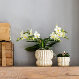 Orchidée Phalaenopsis jaune Botanic Yellow avec cache-pot Horizon jaune - H 30 cm, pot Ø9 cm