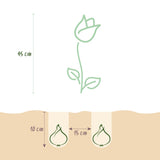Green boutiQ - Blumenzwiebeln - Tulpenmischung Macron - Verschiedene Farben - 12 Stück - Zwiebelgröße 11/12 - XXL-Packung