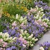 Green boutiQ - Gartenpflanze - Buddleja davidii Butterfly Candy Little Tricolour - Sommerflieder - Kompakt - Rosa-Weiß-Lila - 3 Pflanzen - Topf 12cm - Höhe 20-25cm