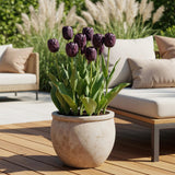 Green boutiQ - Blumenzwiebeln - Tulpe Triumph Black - Farbe Dunkellila - 15 Stück - Zwiebelgröße 11/12 - XXL Pack