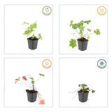 Géranium à grosses racines Ingwersen's Variety en godet - Geranium macrorrhizum - H 10-25 cm, pot Ø9 cm - photo 5
