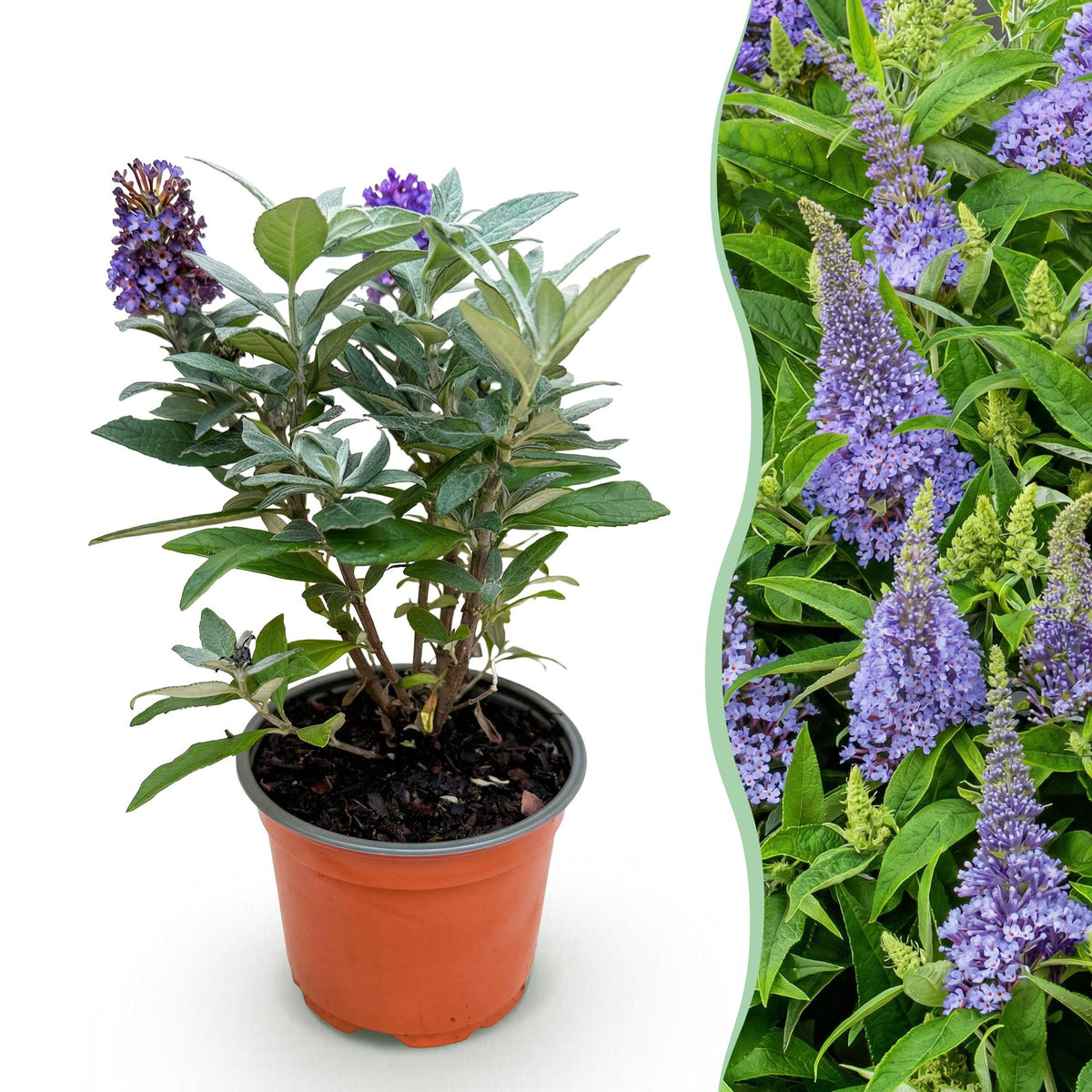 Green boutiQ - Gartenpflanze - Buddleja davidii Butterfly Candy Little Lila - Schmetterlingsflieder - Kompakt - Lila - 1 Pflanze - Topf 12cm - Höhe 20-25cm