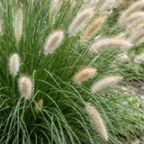 Pennisetum Hameln - H 15-25 cm, pot Ø11 cm