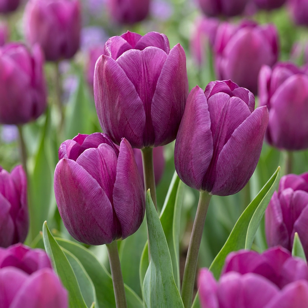Tulipe triomphe violette
