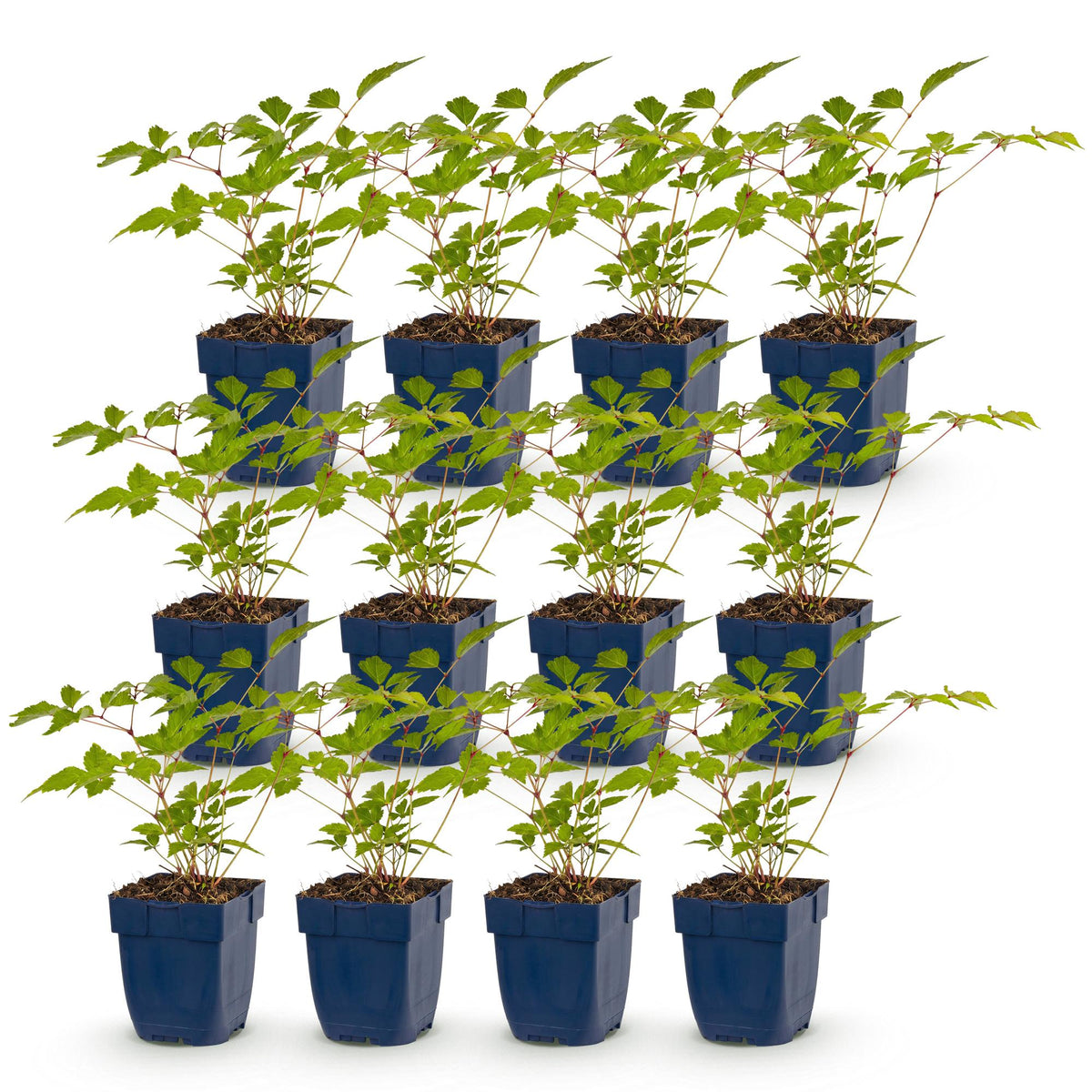 Astilbe Europa - H 15-25 cm, pot Ø11 cm