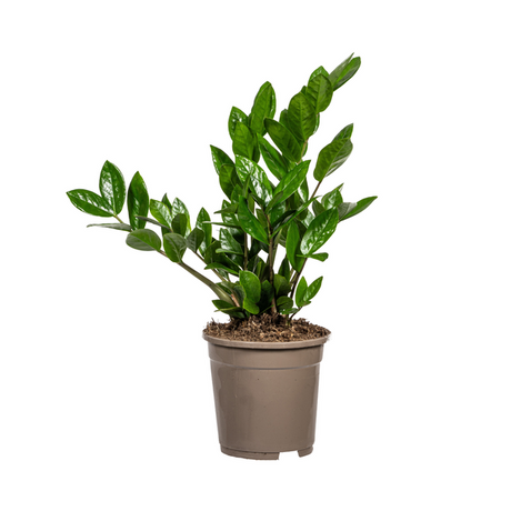 Zamioculcas Zamiifolia