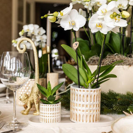 Kolibri-Unternehmen | Pflanzenset Le Chic klein | Witte Phalaenopsis Orchidee Amabilis in Sukkulente inkl. Keramieken Sierpotten op Cream Organic Dienblad
