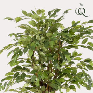 Künstlicher Ficus Liana H170cm